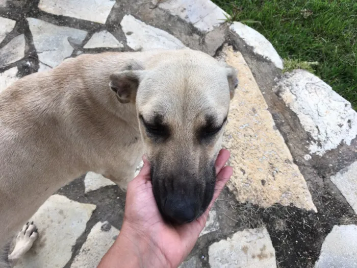 Cachorro ra a Misturada idade 7 a 11 meses nome Sem nome