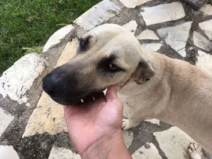 Cachorro raça Misturada idade 7 a 11 meses nome Sem nome