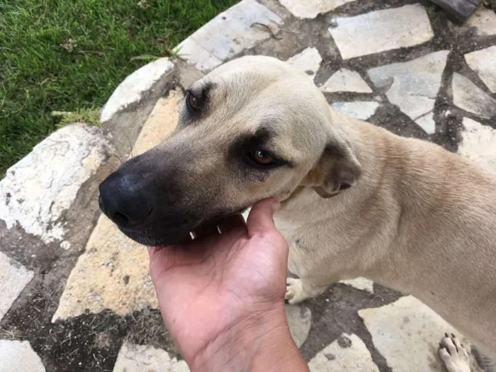 Cachorro ra a Misturada idade 7 a 11 meses nome Sem nome
