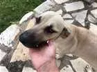 Cachorro raça Misturada idade 7 a 11 meses nome Sem nome