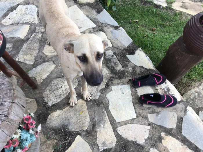 Cachorro ra a Misturada idade 7 a 11 meses nome Sem nome