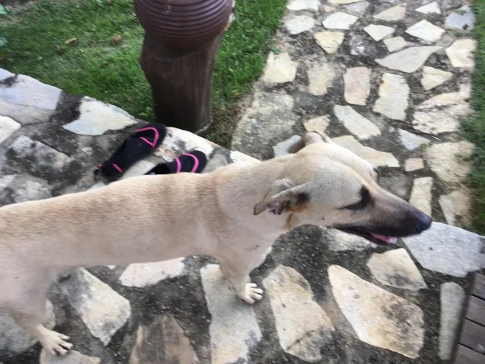 Cachorro ra a Misturada idade 7 a 11 meses nome Sem nome