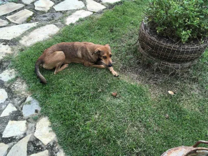 Cachorro ra a Misturada idade 7 a 11 meses nome Sem nome