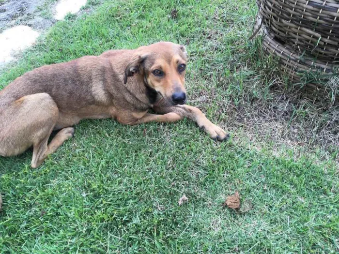 Cachorro ra a Misturada idade 7 a 11 meses nome Sem nome