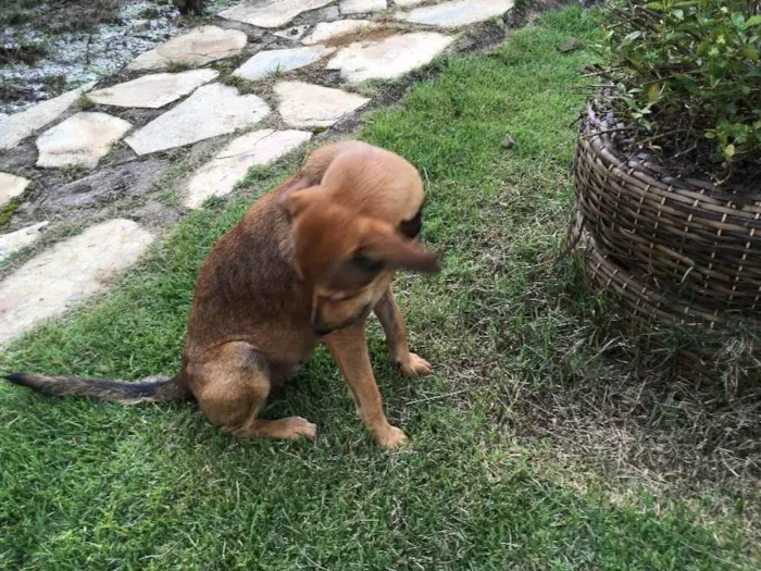 Cachorro ra a Misturada idade 7 a 11 meses nome Sem nome