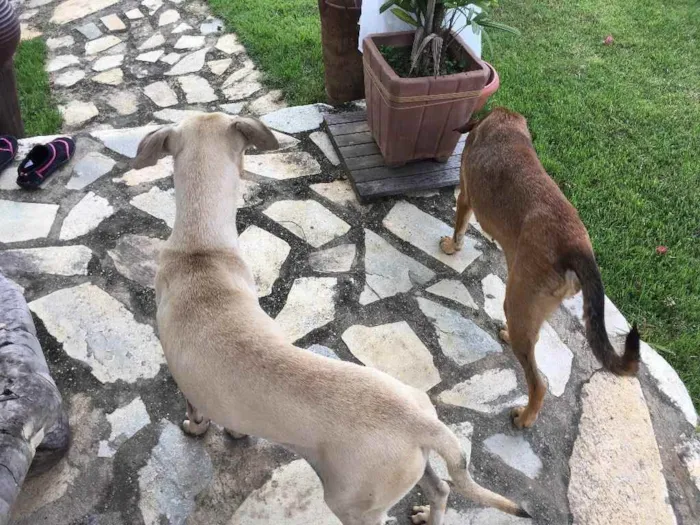 Cachorro ra a Misturada idade 7 a 11 meses nome Sem nome