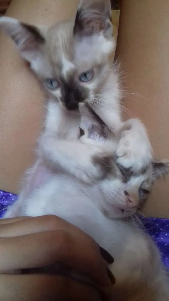 Gato ra a  idade 2 a 6 meses nome Peludinha/ bibi