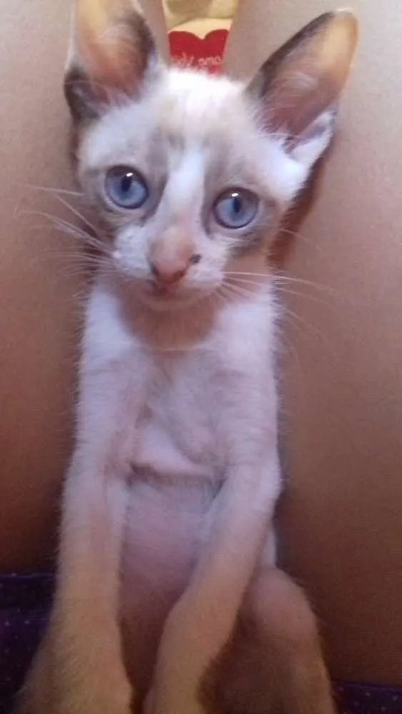 Gato ra a  idade 2 a 6 meses nome Peludinha/ bibi