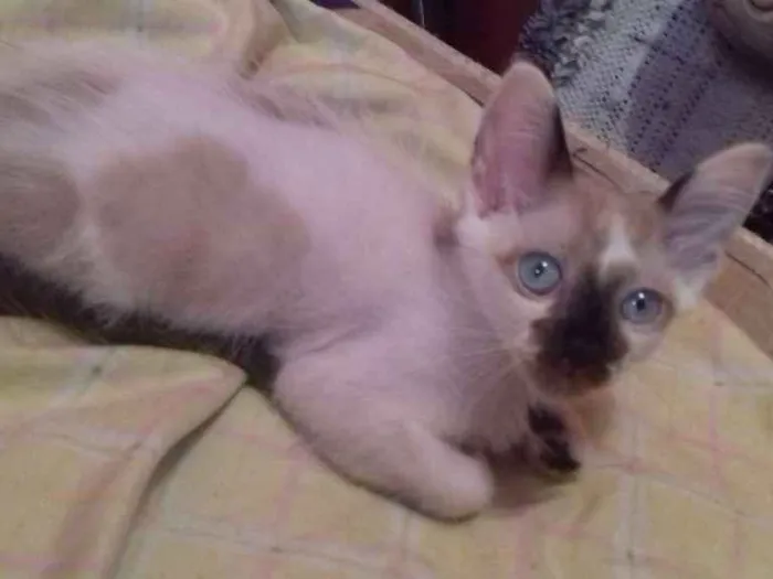 Gato ra a  idade 2 a 6 meses nome Peludinha/ bibi