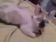 Peludinha/ bibi