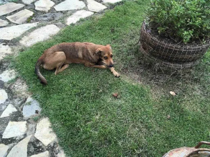 Cachorro ra a Misturada idade 7 a 11 meses nome Sem nome