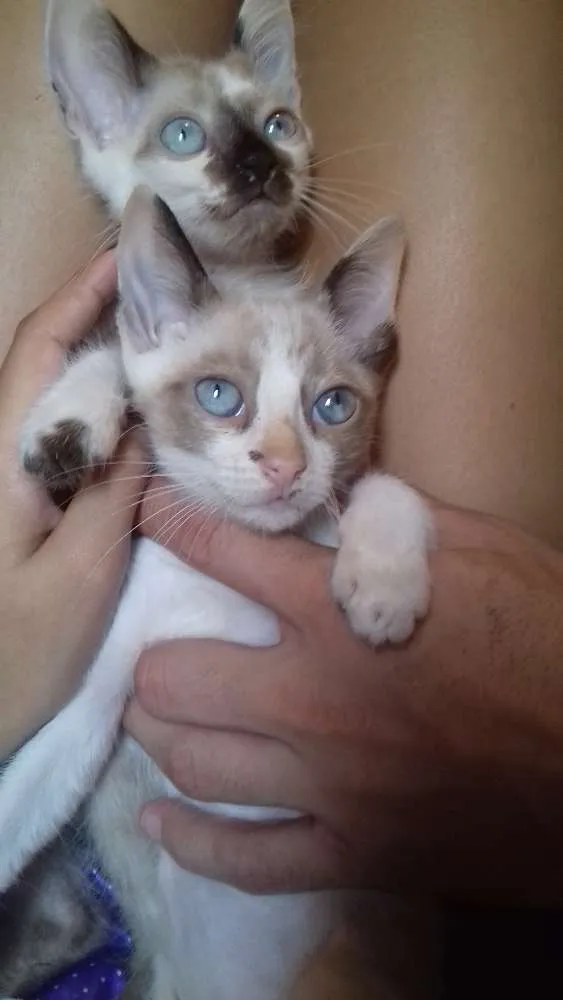 Gato ra a  idade 2 a 6 meses nome Peludinha/ bibi