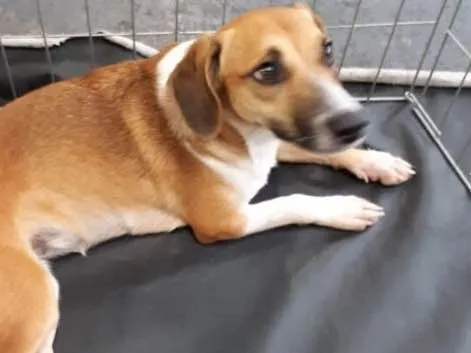 Cachorro ra a Srd idade 7 a 11 meses nome Frida