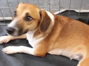 Cachorro raça Srd idade 7 a 11 meses nome Frida