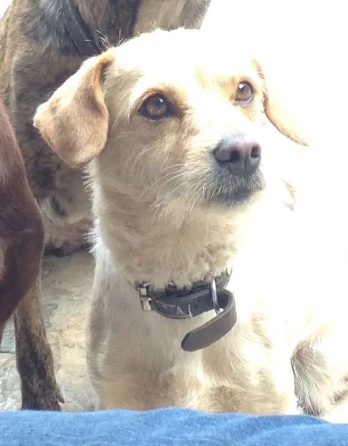 Cachorro raça Vira-lata  idade 2 anos nome Princesa 