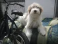 Belinha