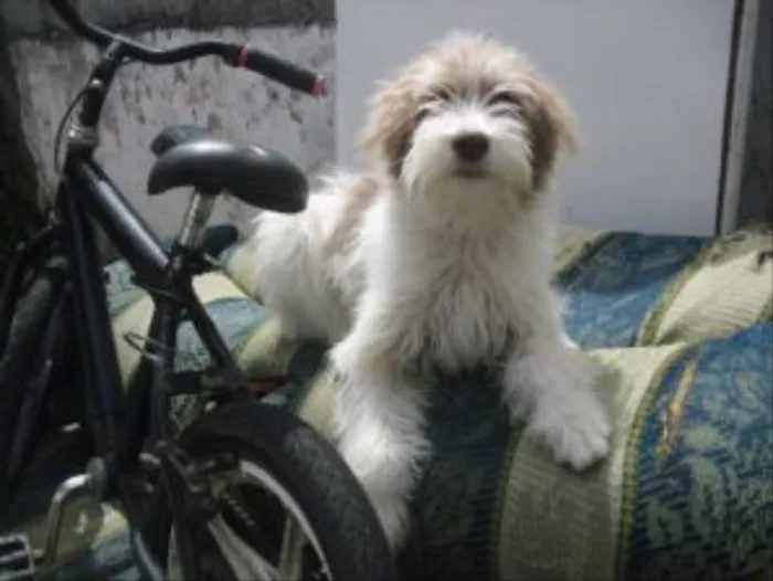 Cachorro ra a Srd idade 2 a 6 meses nome Belinha
