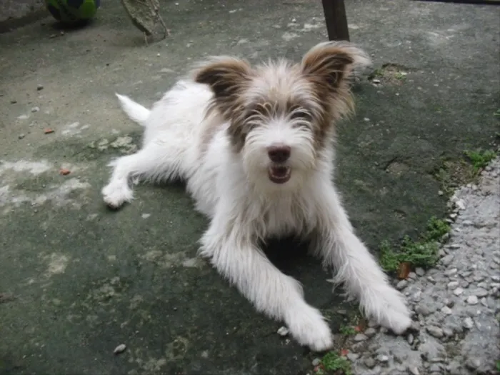 Cachorro ra a Srd idade 2 a 6 meses nome Belinha
