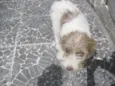 Belinha