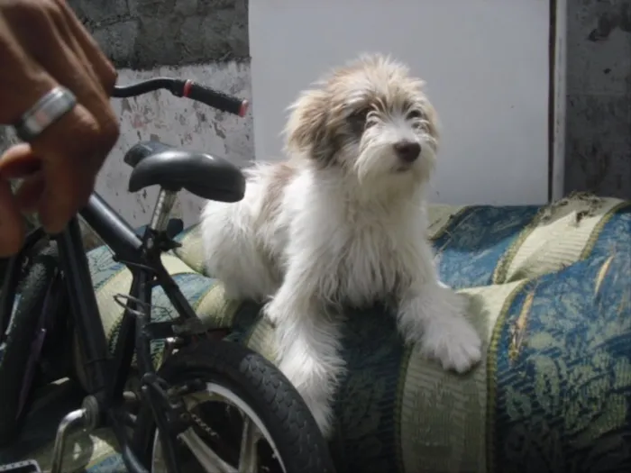 Cachorro ra a Srd idade 2 a 6 meses nome Belinha
