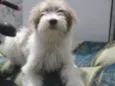 Belinha