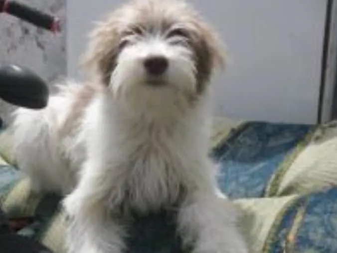 Cachorro ra a Srd idade 2 a 6 meses nome Belinha