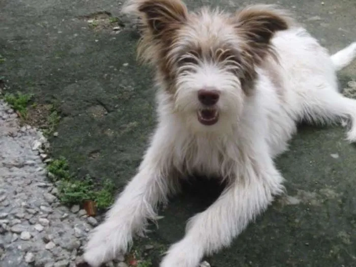 Cachorro ra a Srd idade 2 a 6 meses nome Belinha