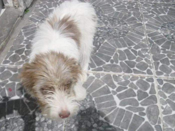 Cachorro ra a Srd idade 2 a 6 meses nome Belinha