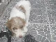 Belinha