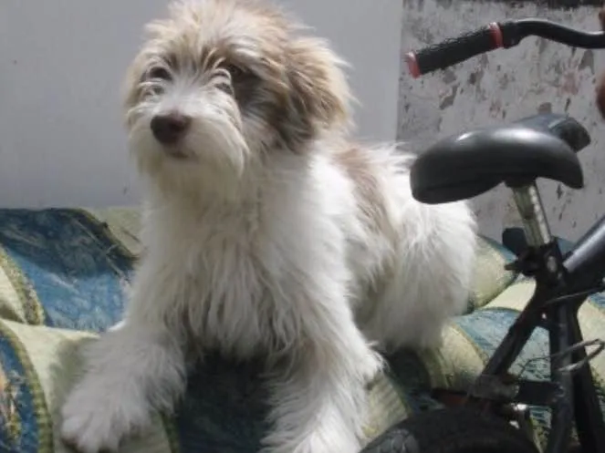 Cachorro ra a Srd idade 2 a 6 meses nome Belinha
