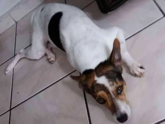 Cachorro ra a Fox paulistinha idade 2 anos nome Alfredo