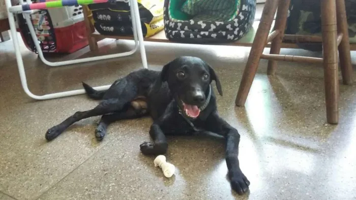 Cachorro raça sem raça idade 7 a 11 meses nome NAO SABEMOS