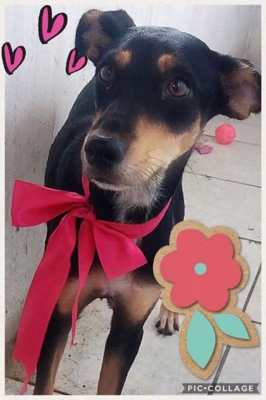 Cachorro ra a srd idade 7 a 11 meses nome Pretinha