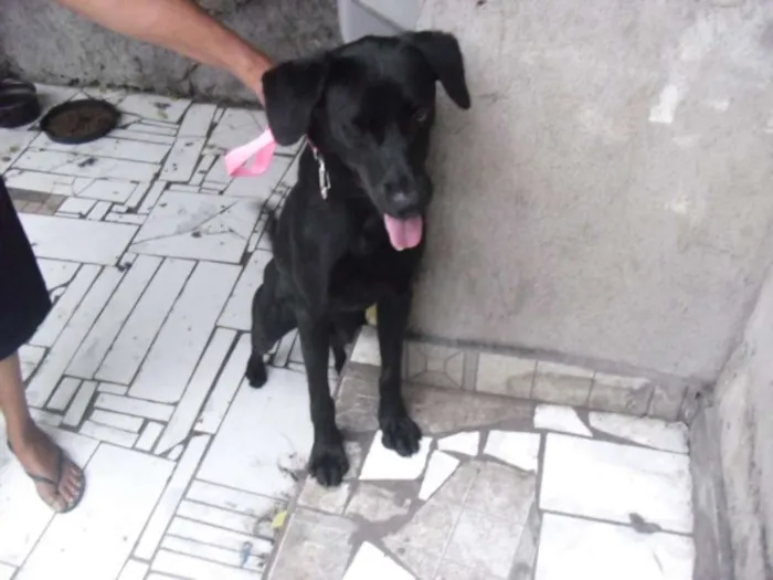 Cachorro ra a Labrador (mix) idade 7 a 11 meses nome Rex