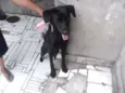 Rex
