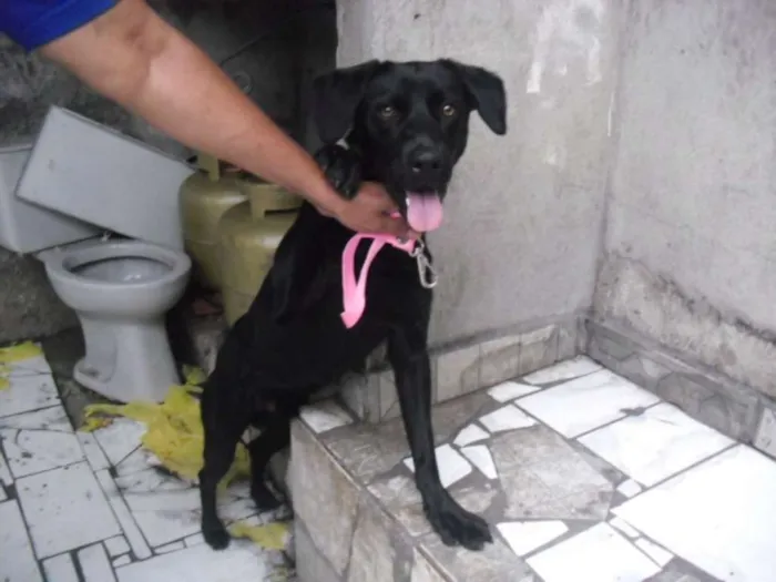 Cachorro ra a Labrador (mix) idade 7 a 11 meses nome Rex