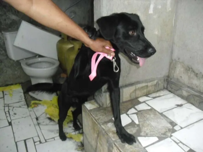 Cachorro ra a Labrador (mix) idade 7 a 11 meses nome Rex