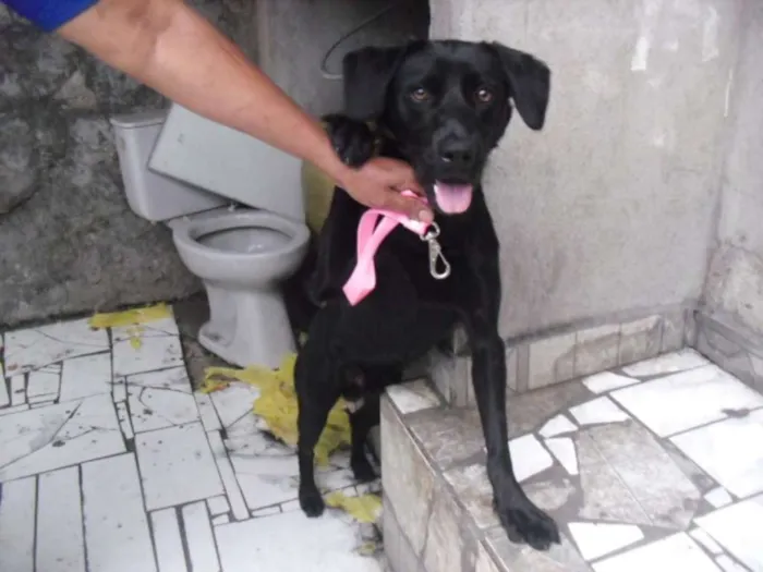Cachorro ra a Labrador (mix) idade 7 a 11 meses nome Rex