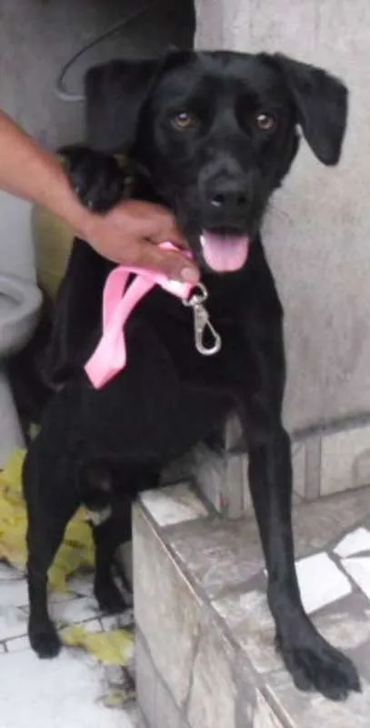 Cachorro ra a Labrador (mix) idade 7 a 11 meses nome Rex