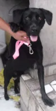 Rex
