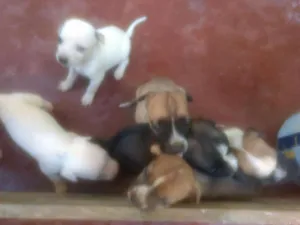 Cachorro raça sem raça defiida idade Abaixo de 2 meses nome filhotes