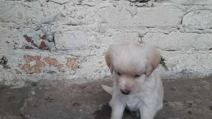 Cachorro ra a Vira lata idade Abaixo de 2 meses nome Pitib