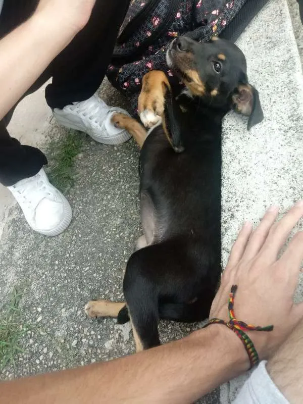Cachorro ra a Pinscher fox/ Vira-Lata idade 2 a 6 meses nome Sem nome