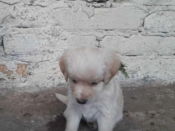 Cachorro ra a Vira lata idade Abaixo de 2 meses nome Pitib