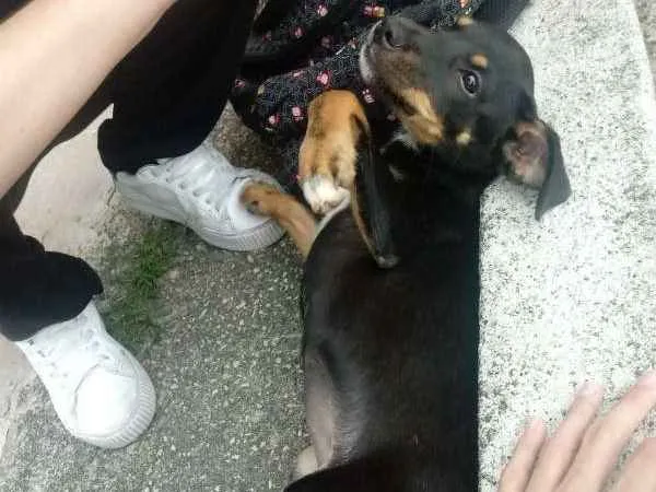 Cachorro ra a Pinscher fox/ Vira-Lata idade 2 a 6 meses nome Sem nome