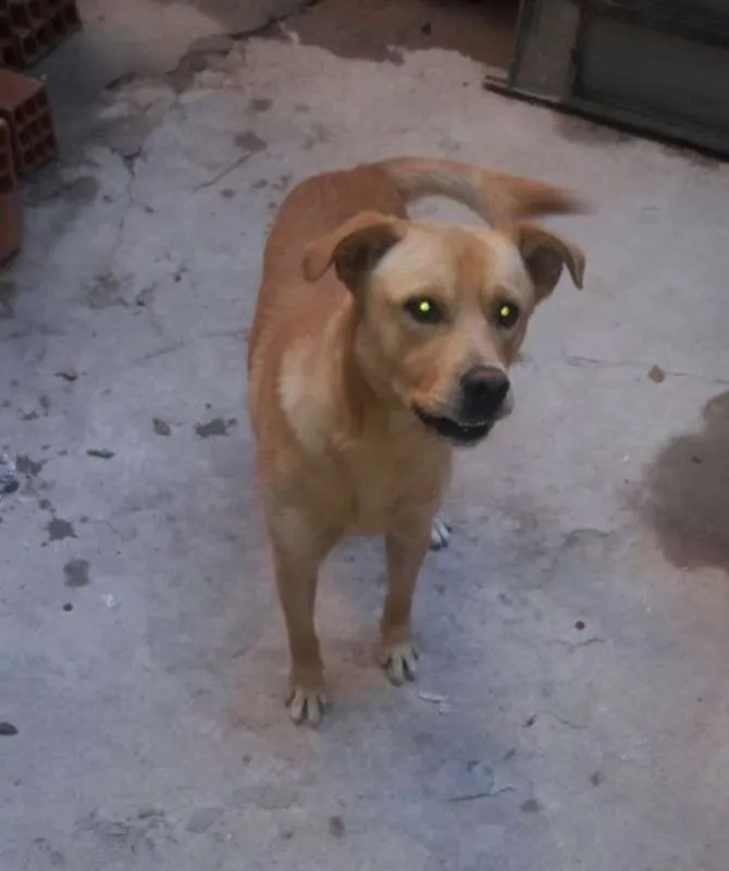 Cachorro ra a VIRA LATA idade 7 a 11 meses nome TOTÓ