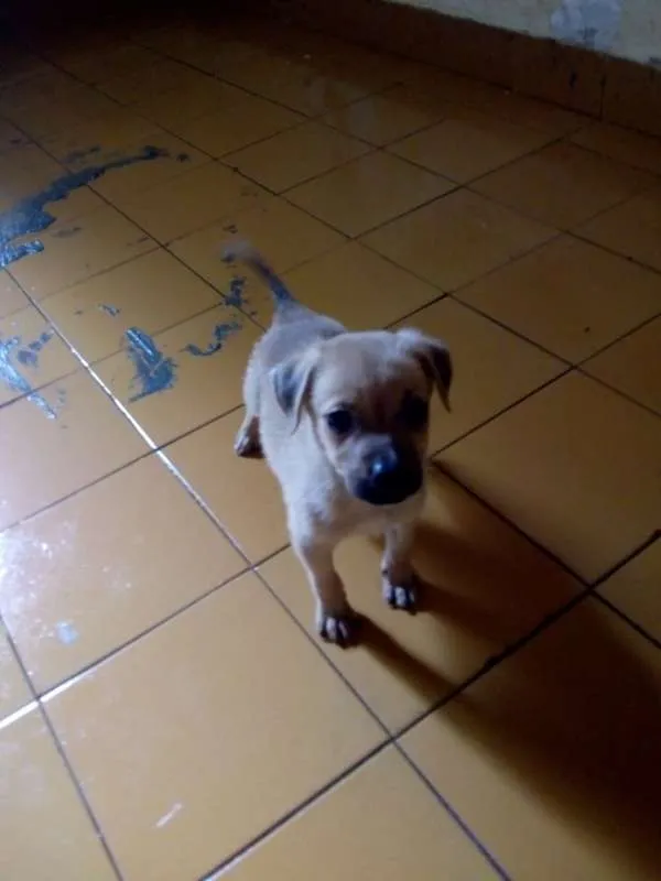 Cachorro ra a srd idade Abaixo de 2 meses nome Filhotes da Belinha
