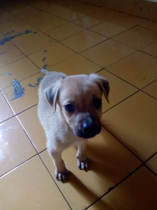 Cachorro ra a srd idade Abaixo de 2 meses nome Filhotes da Belinha
