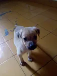 Filhotes da Belinha