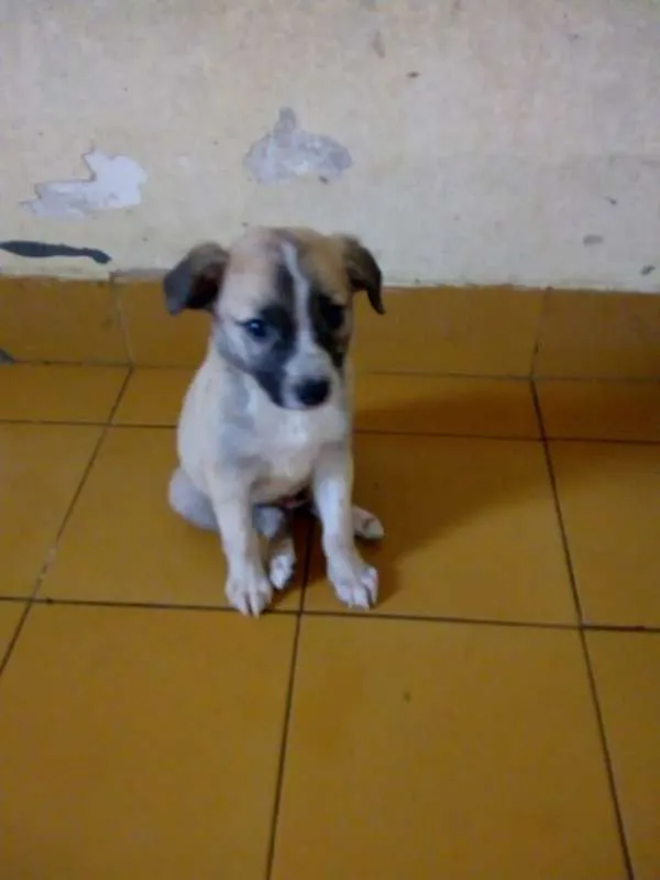 Cachorro ra a srd idade Abaixo de 2 meses nome Filhotes da Belinha
